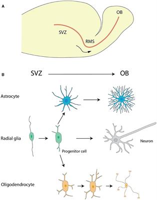 Glial cells in the mammalian olfactory bulb